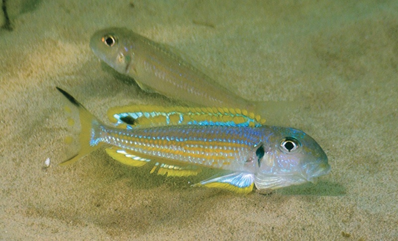 Xenotilapia ochrogenys 'Kasenge Bay'